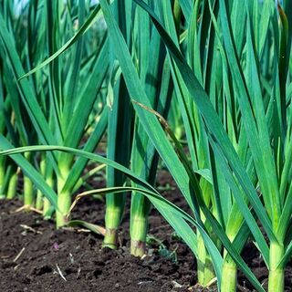 Heirloom & Heritage Garlic