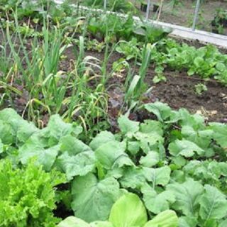 Oriental - Asian Vegetables Seeds