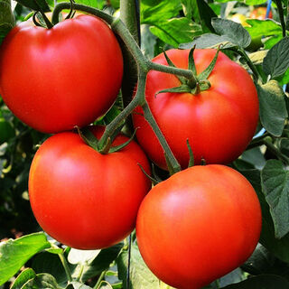Premium Heirloom Seeds
