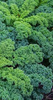 Kale