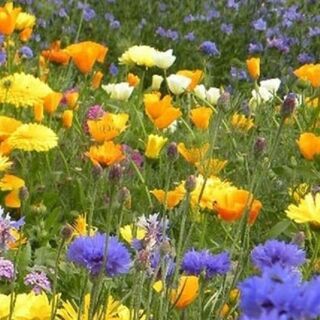 Wildflower Mixes