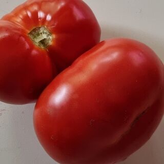 Mammoth Vegetable Seeds