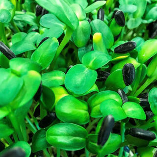 Buy Microgreen Seeds Online NZ