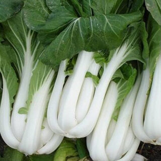 Seeds for sell online