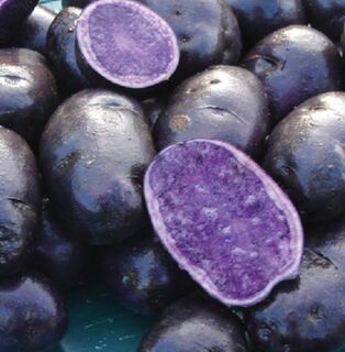 Heirloom | Heritage Seed Potatoes