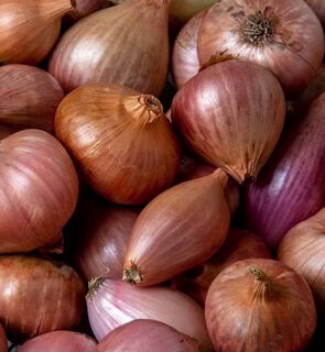 Shallots