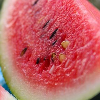 Melon's