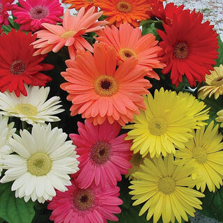 Flower Seeds in NZ